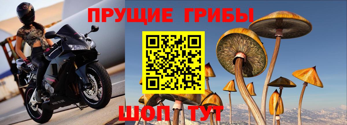 Псилоцибиновые грибы Cubensis Кизилюрт